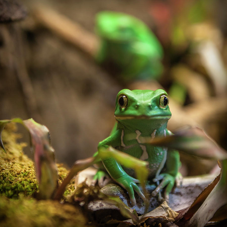Monkey Frog Photograph by C. Fredrickson Photography