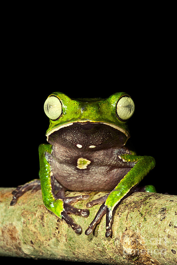 Monkey Frog #4 Photograph by Dante Fenolio