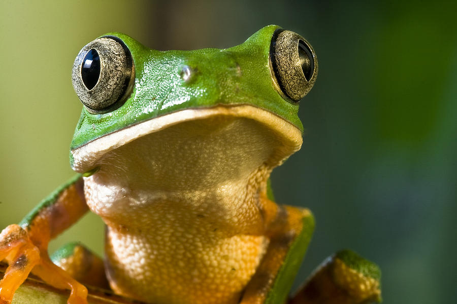 Monkey Frog Photograph by Dirk Ercken