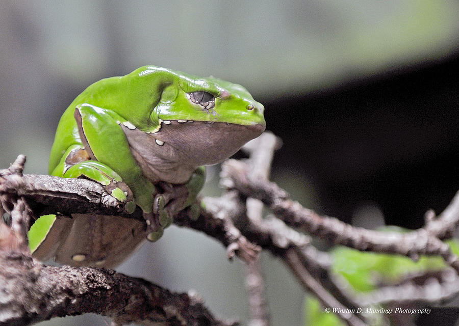 Monkey Frog Photograph by Winston D Munnings