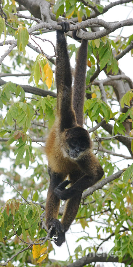 spider monkey from Nicaragua 1 Photograph by Rudi Prott