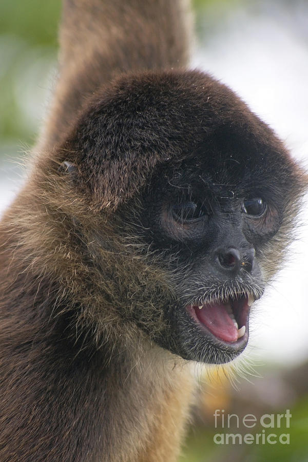 spider monkey from Nicaragua 2 Photograph by Rudi Prott