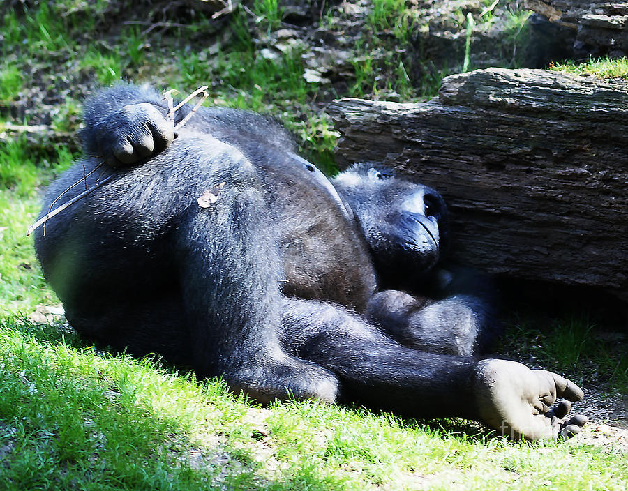 Gorilla Photograph - Monkey Gotta Do by M Three Photos