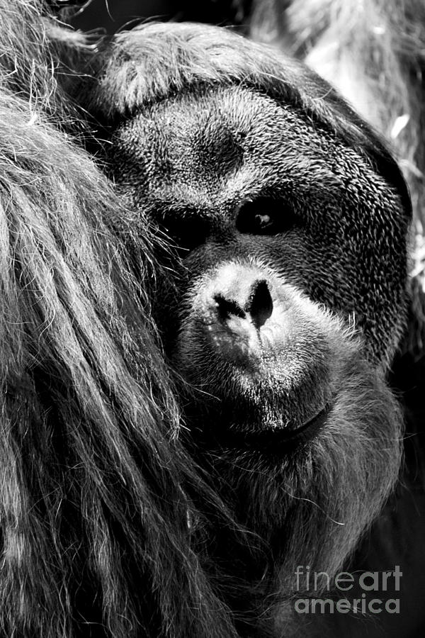 Monkey Photograph by Gunnar Orn Arnason