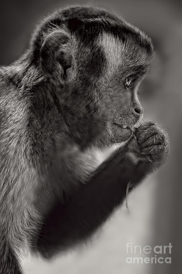 Black And White Photograph - Monkey by HD Connelly