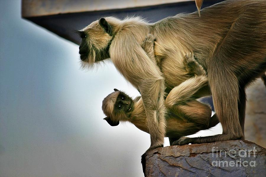 Langur Baby Hitching a Ride In Rajasthan Photograph by Henry Kowalski