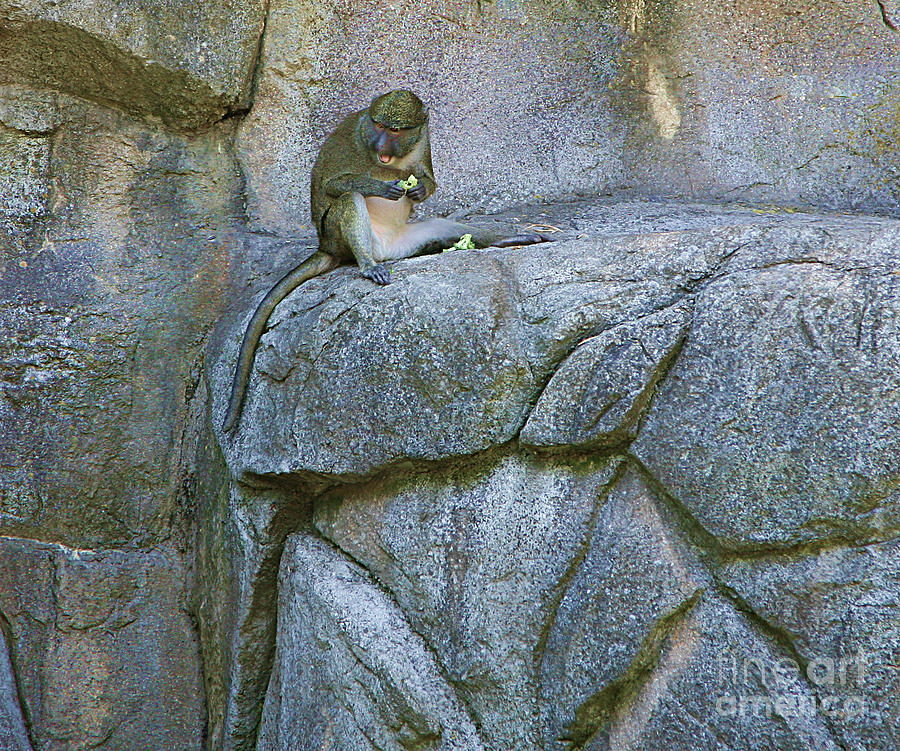 Nature Photograph - monkey I by Chuck Kuhn