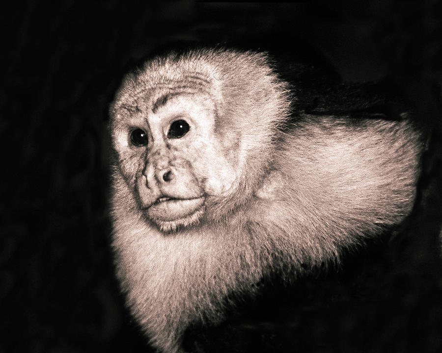 Monkey in Costa Rica Photograph by Joe Connors