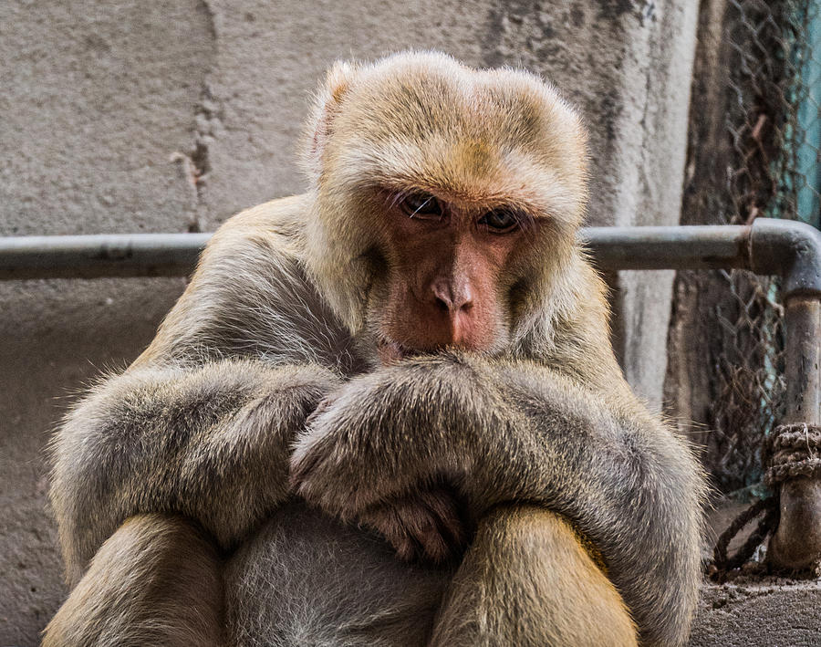 Monkey in India Photograph by Guillaume Gauthereau - Fine Art America