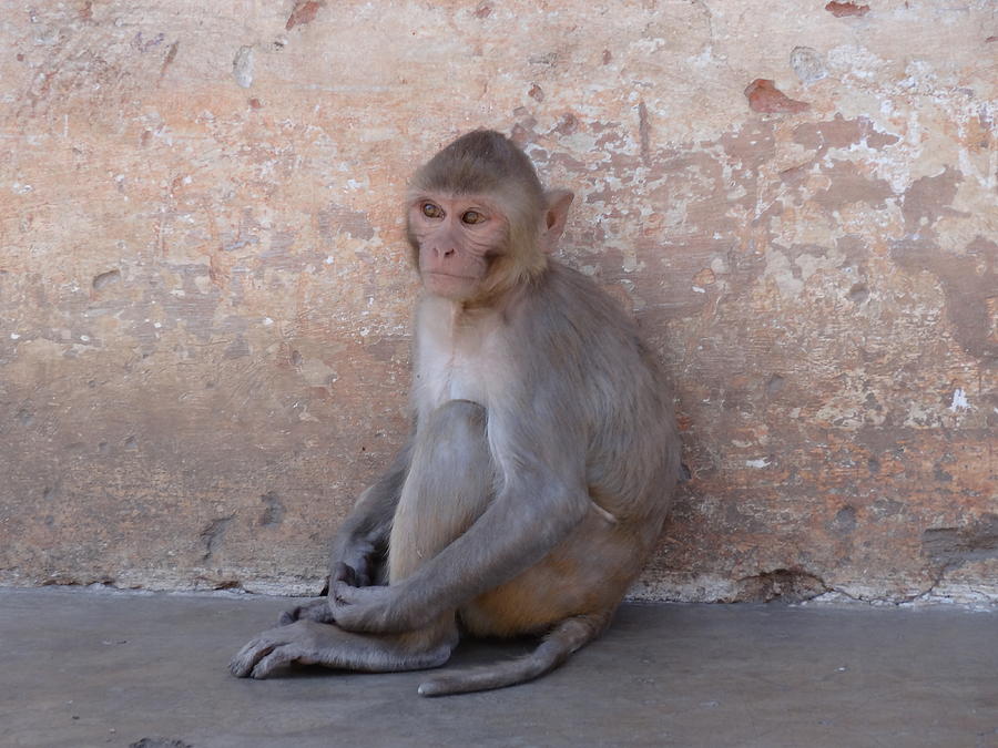 Monkey Photograph - Monkey in India by Tadayoshi Nanri