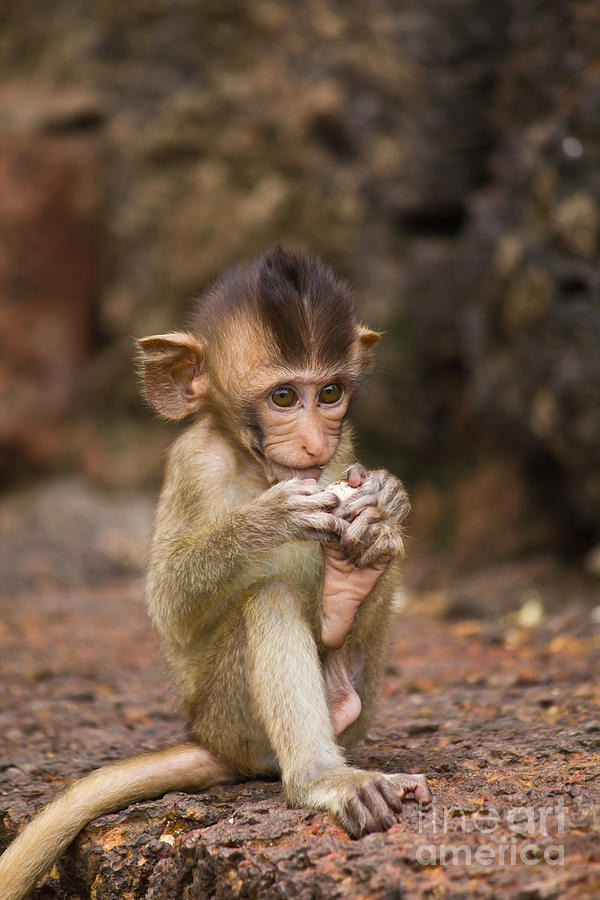 Monkey in Lopburi of Thailand Photograph by Tosporn Preede