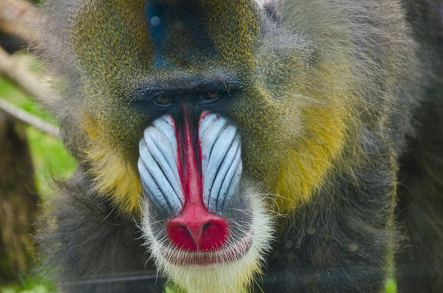 Monkey Photograph by Janelle Adams - Fine Art America