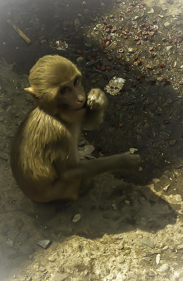 Nature Photograph - Monkey by Jennifer Burley