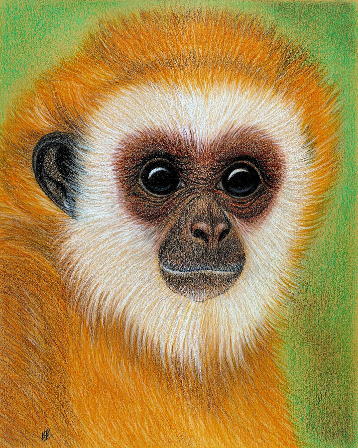 Monkey Drawing by Jo Prevost