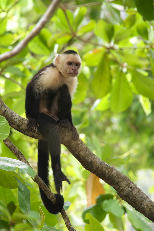 Monkey Photograph by Lindsey Weimer