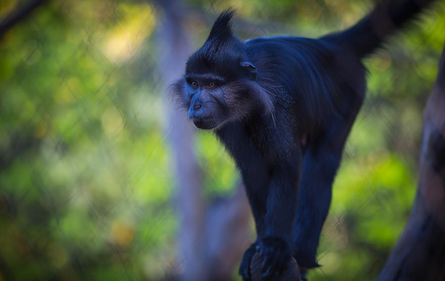 Monkey Photograph by Matthew Onheiber