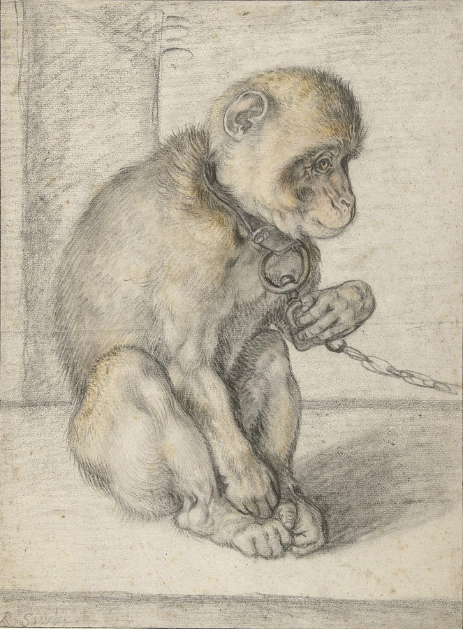 Monkey On A Chain, Seated, Seated, Hendrick Goltzius Drawing by Quint ...