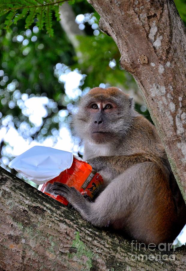 Monkey on tree eating cup noodles Photograph by Imran Ahmed