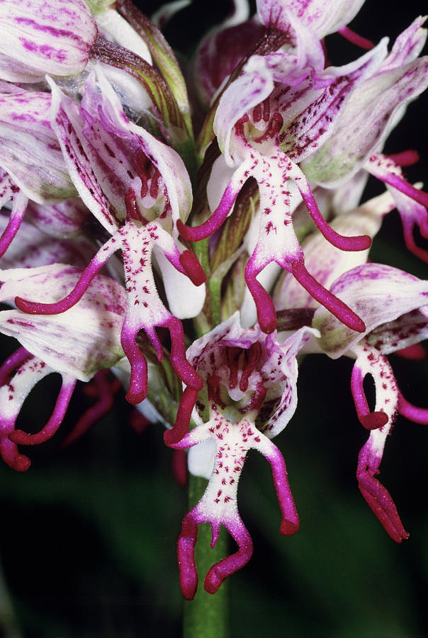 Monkey Orchid Flowers Photograph by Paul Harcourt Davies/science Photo Library