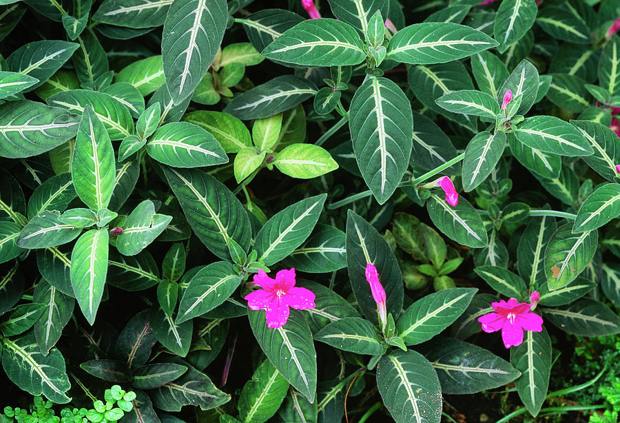 Monkey Plant (ruellia Makoyana) Photograph by Mike Danson/science Photo