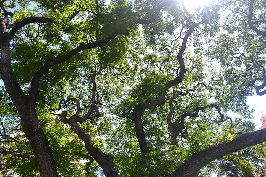 Monkey Pod Tree Photograph By Michael Blake Pixels   Monkey Pod Tree Michael Blake 