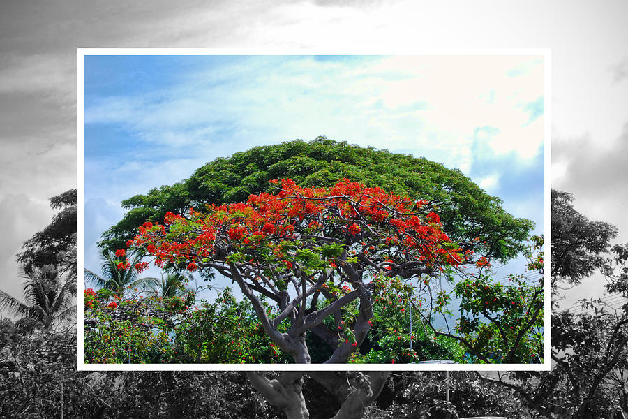 Nature Photograph - Monkey Pod Trees - Kona Hawaii by Paulette B Wright