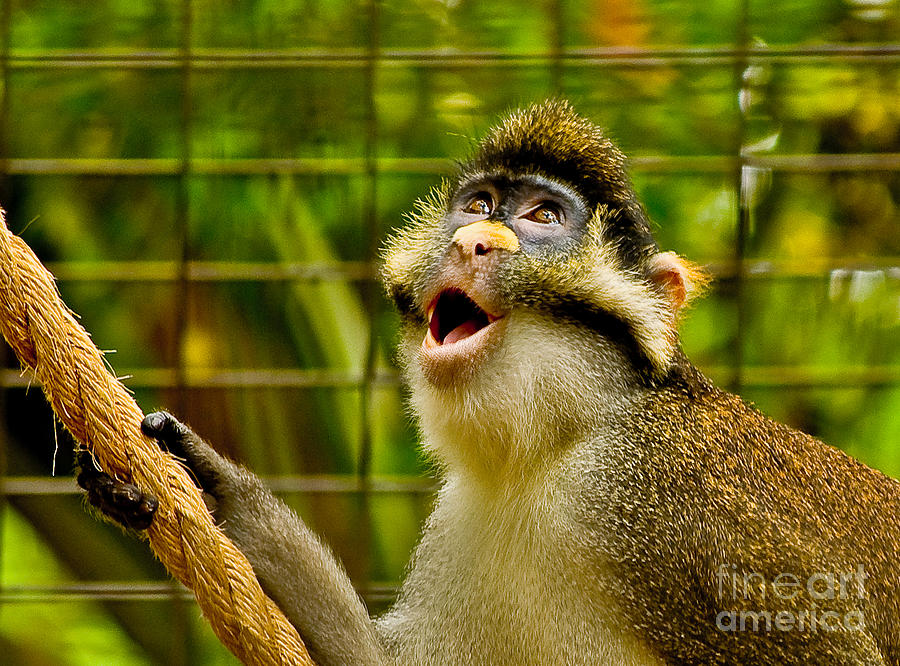 Monkey Portrait Photograph by Frances Ann Hattier