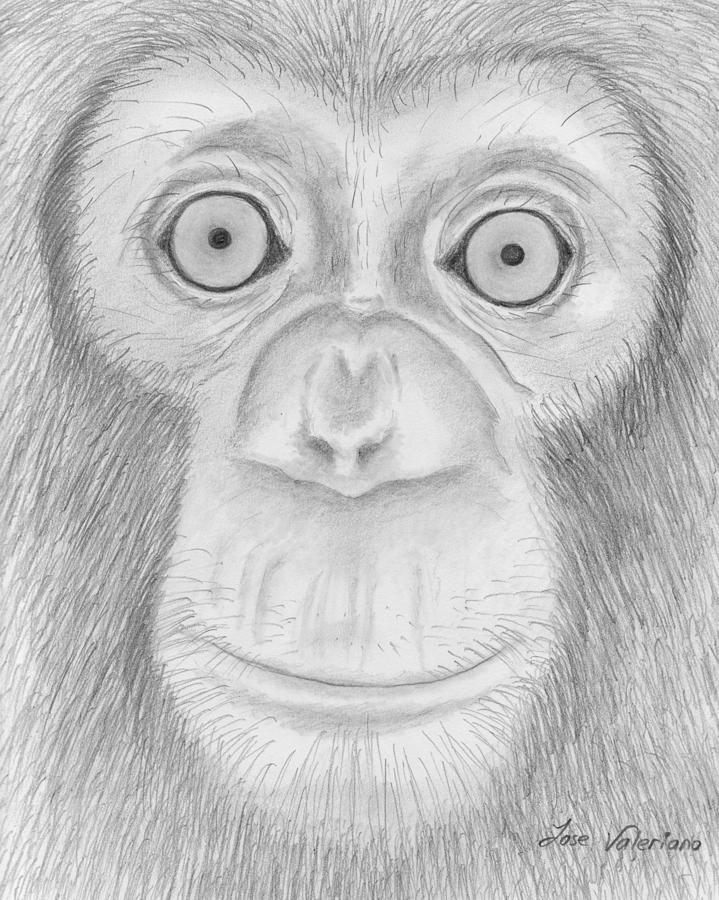 Monkey Drawing - Monkey Portrait by Martin Valeriano
