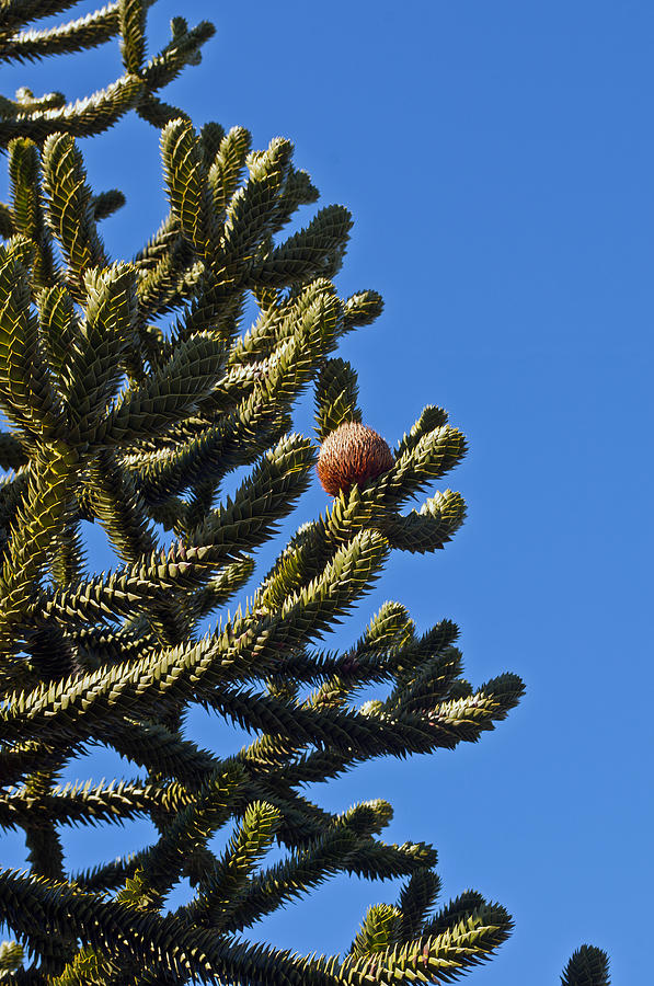 Monkey Puzzle Tree A Photograph by Tikvahs Hope