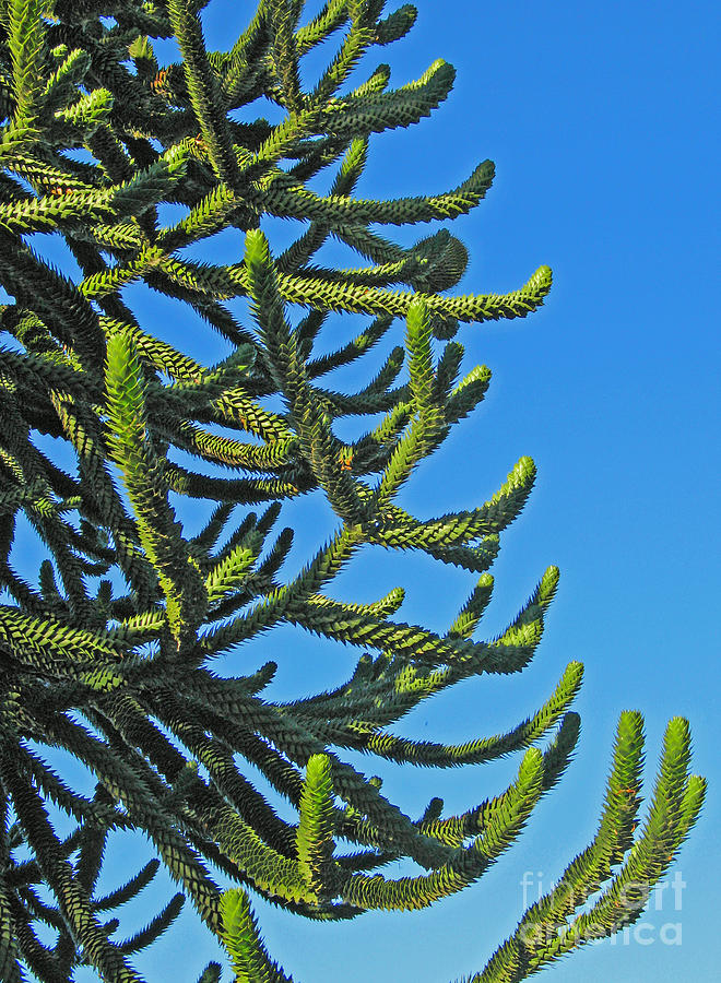 Monkey Puzzle Tree Photograph by Ann Horn