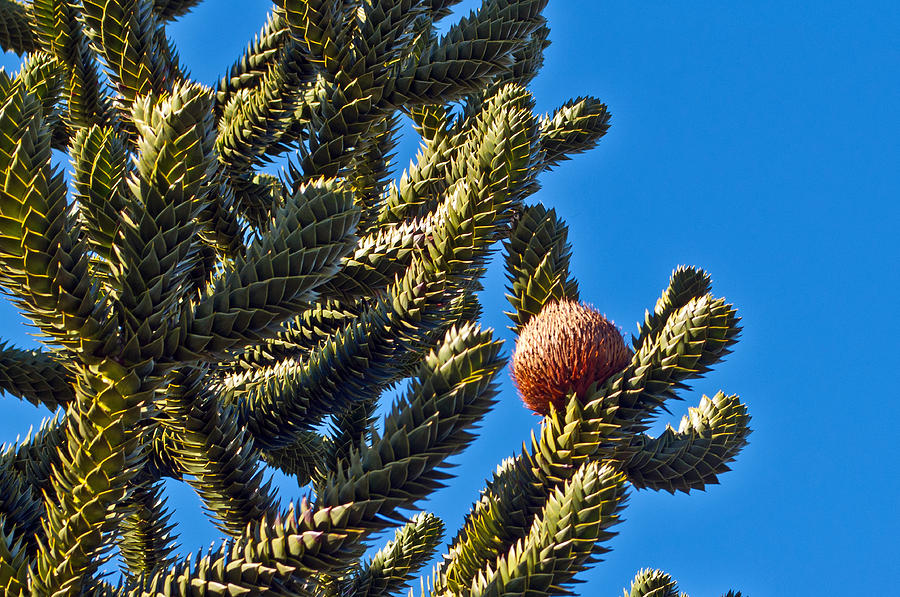 Monkey Puzzle Tree B Photograph by Tikvahs Hope