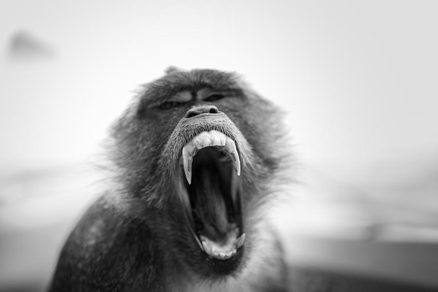 Monkey Rage by Christoffer Ljung