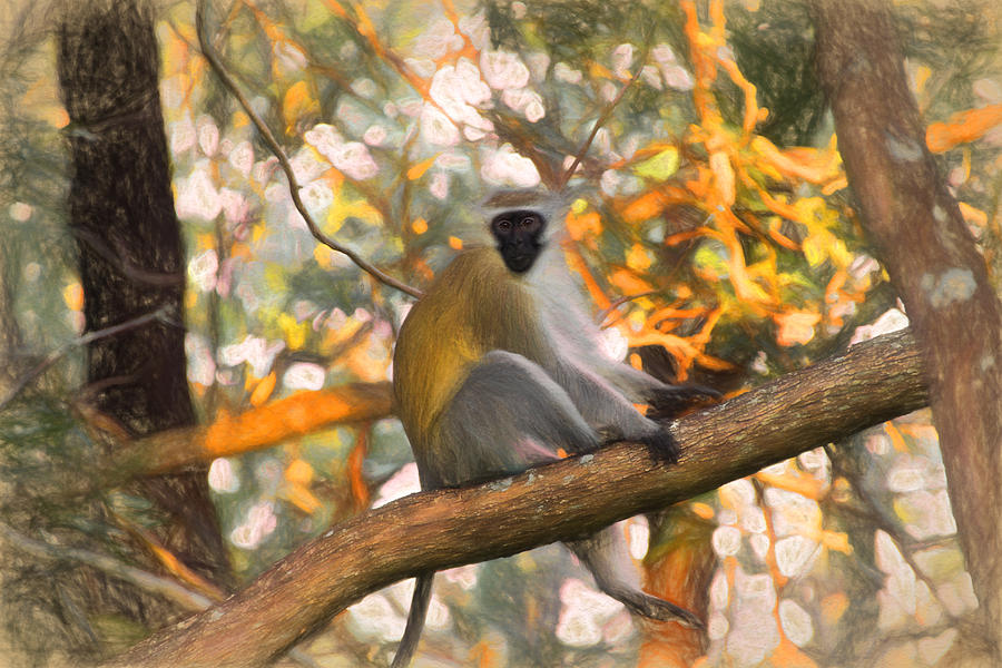Monkey See Photograph by David Gleeson