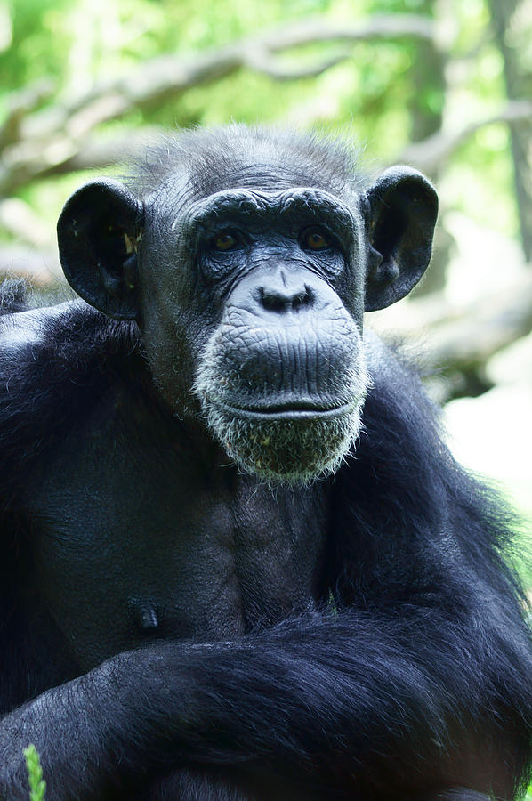 Chimpanzee Photograph - Monkey See Monkey Do by M Three Photos