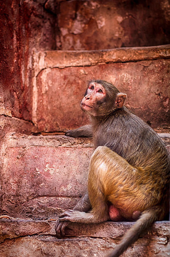 Monkey See Photograph by Scott Wyatt