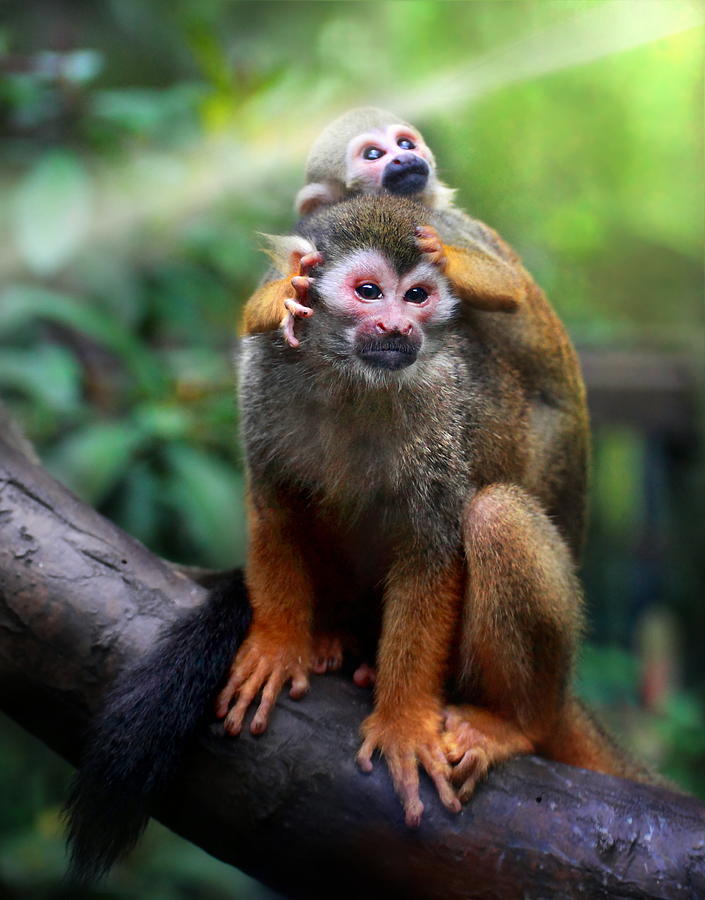 Monkey Photograph by Seng Chye Teo