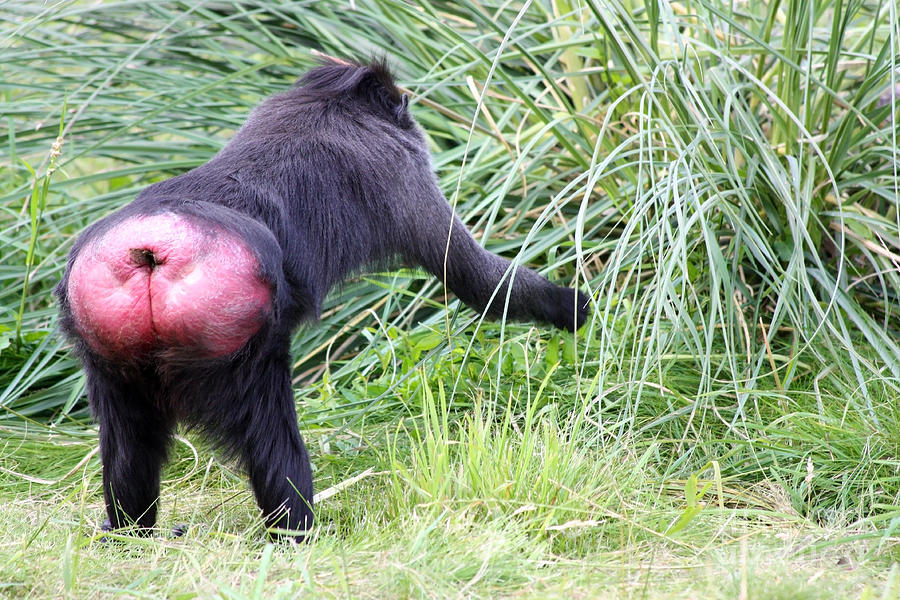 Monkey showing red bottom Photograph by Simon Bratt