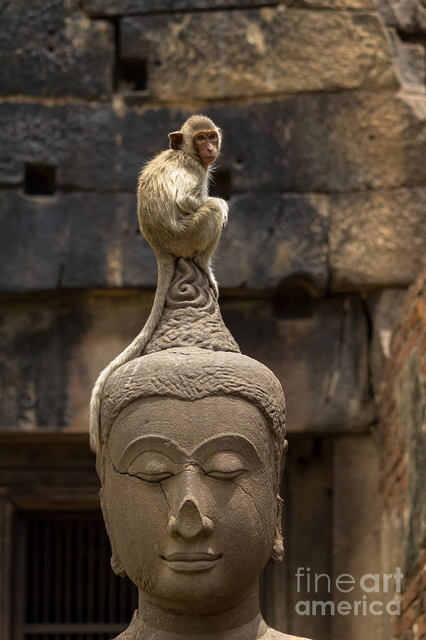 Monkey sitting perched on buddha head Photograph by Tosporn Preede