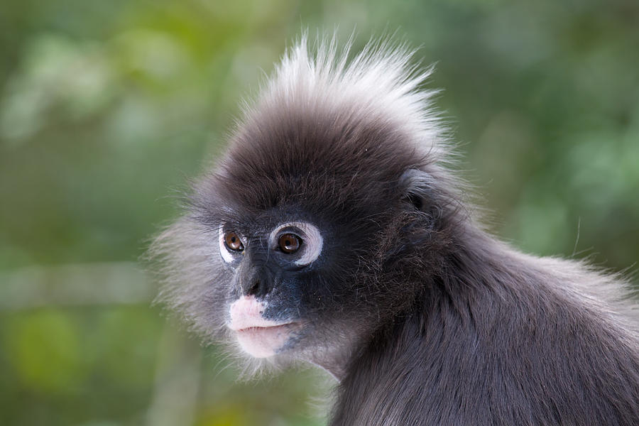 Monkey Thoughts Photograph by Russell Millner - Fine Art America