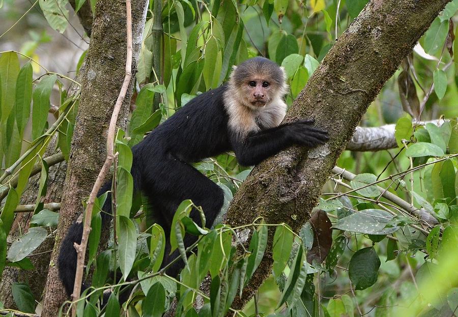 Monkey Whiteface Photograph by Michael Lilley | Pixels