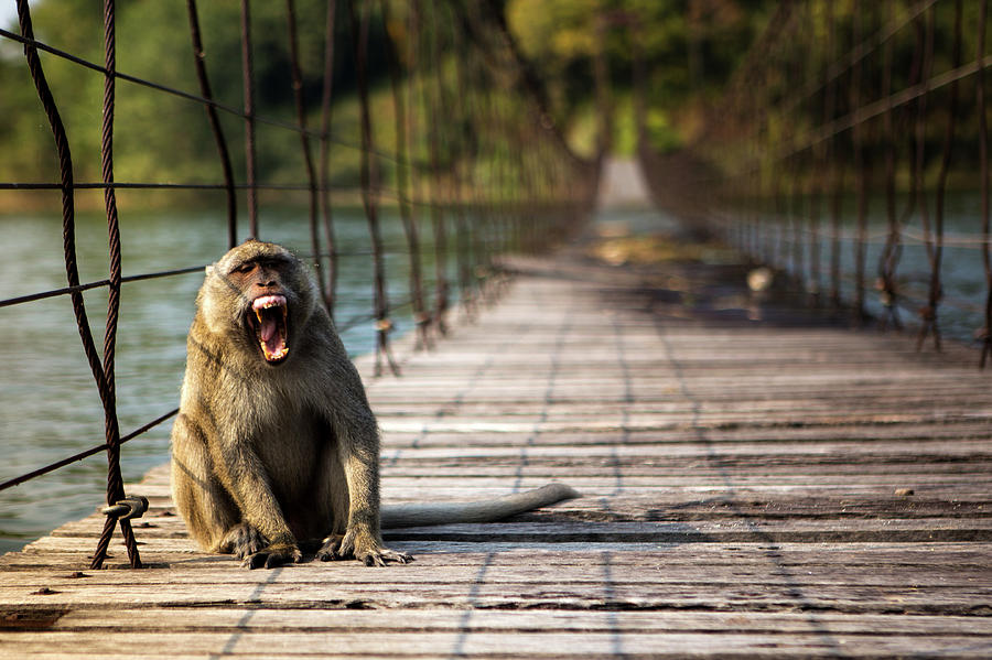 Monkey Yawn Photograph by Arthit Somsakul