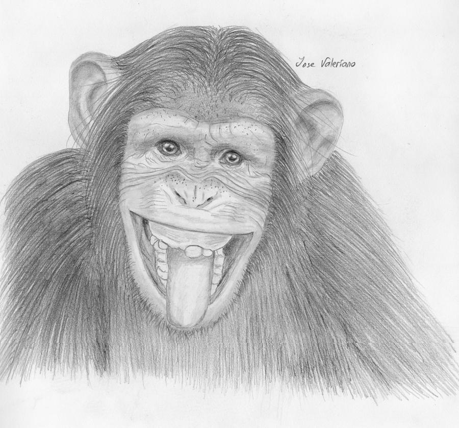 Monkey Drawing - Monkeying Around by Martin Valeriano