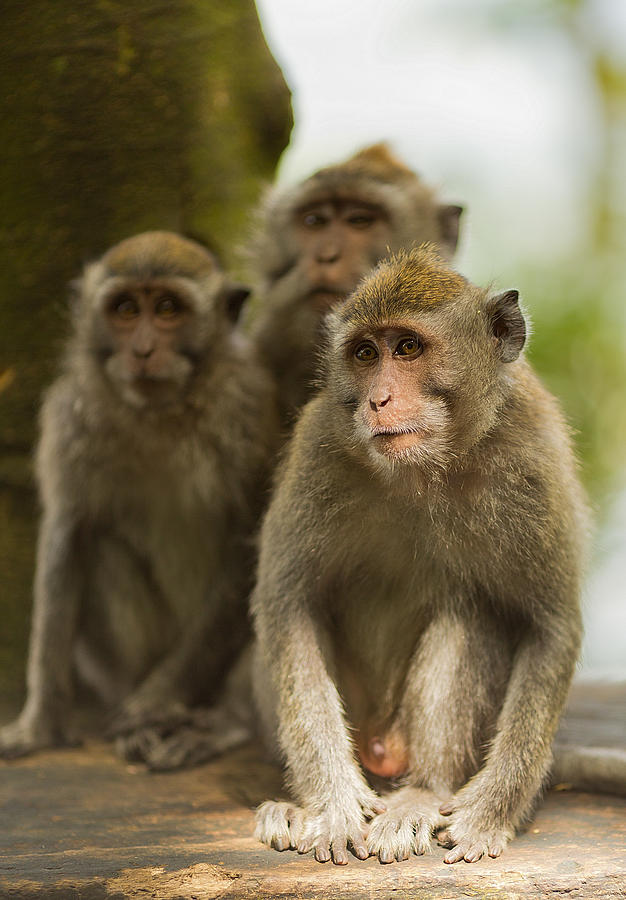 Monkeys - Bali Photograph by Matthew Onheiber