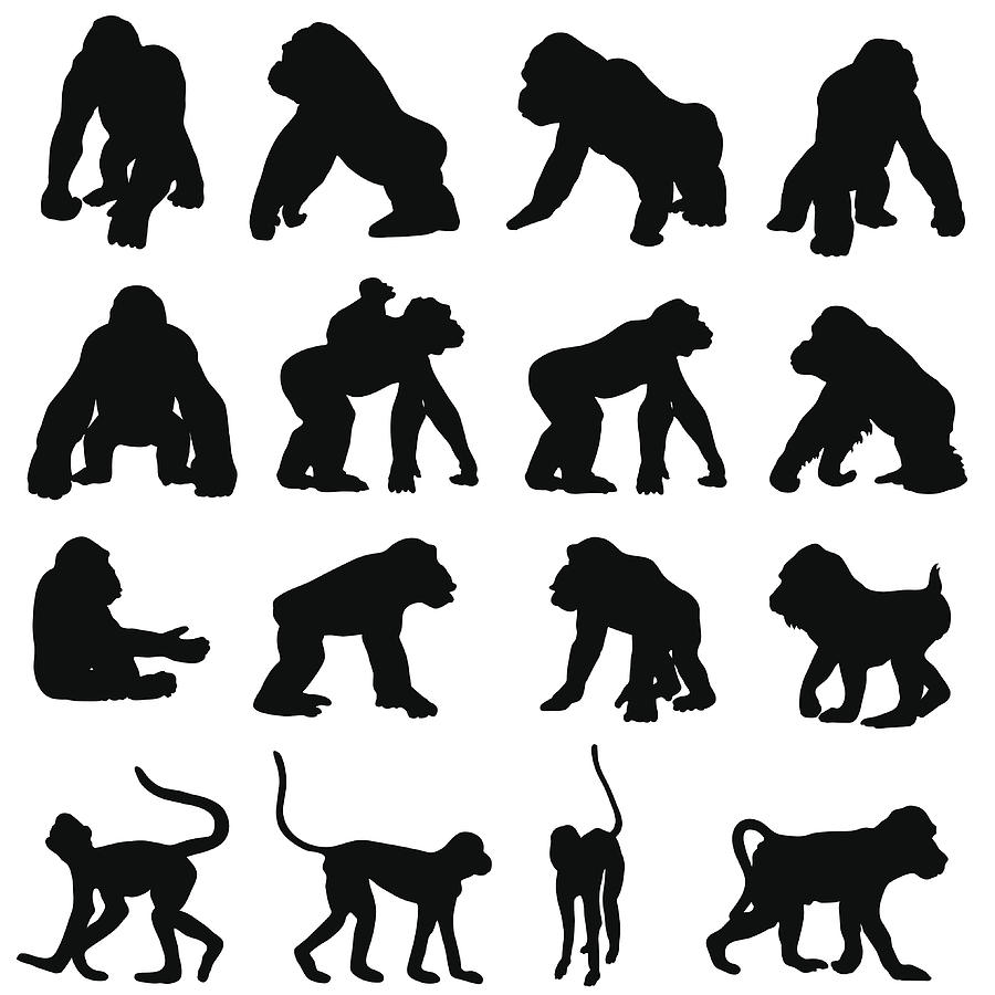 Monkeys and other primates in silhouette Drawing by Ace_Create