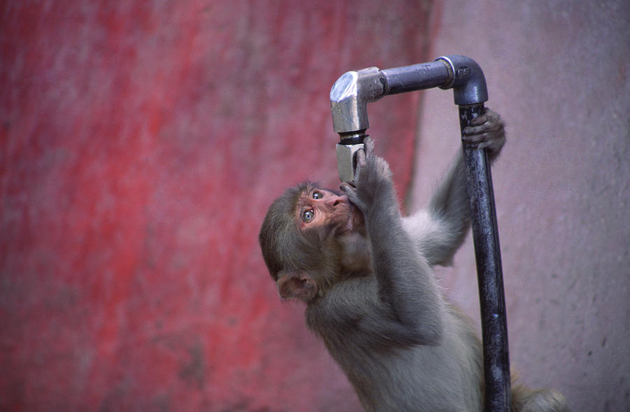 Wildlife Photograph - Monkeys At The Jakhu Temple In Shimla by Paul Dymond