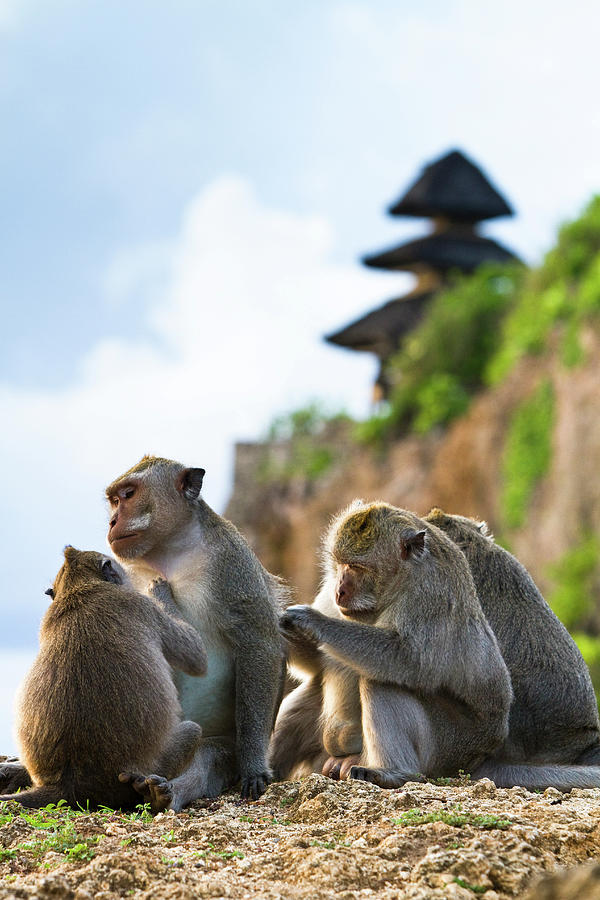 Monkeys At Uluwatu Temple Photograph by Matthew Micah Wright
