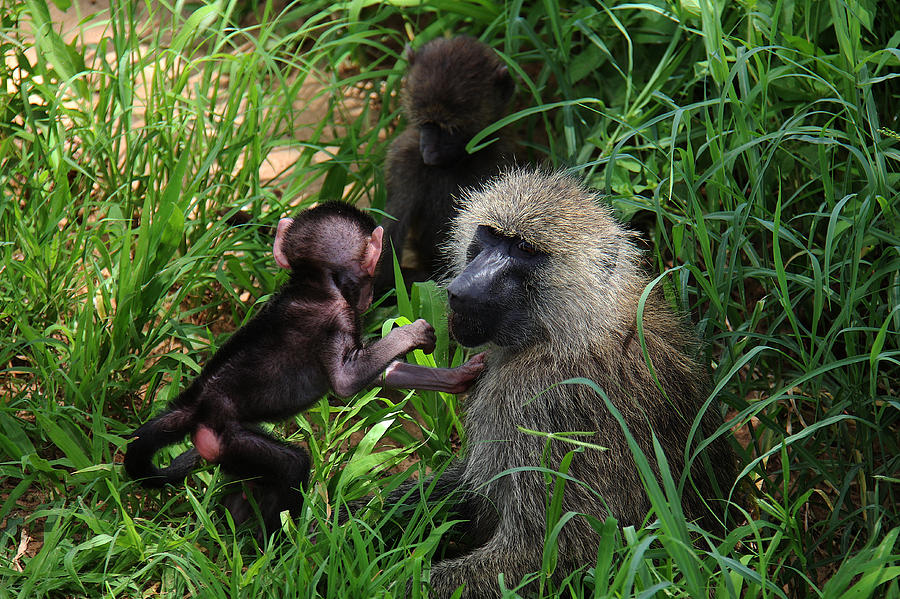 Monkeys Photograph by Christine Sponchia
