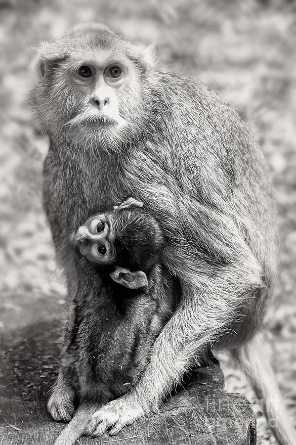 Black And White Photograph - Monkeys by HD Connelly