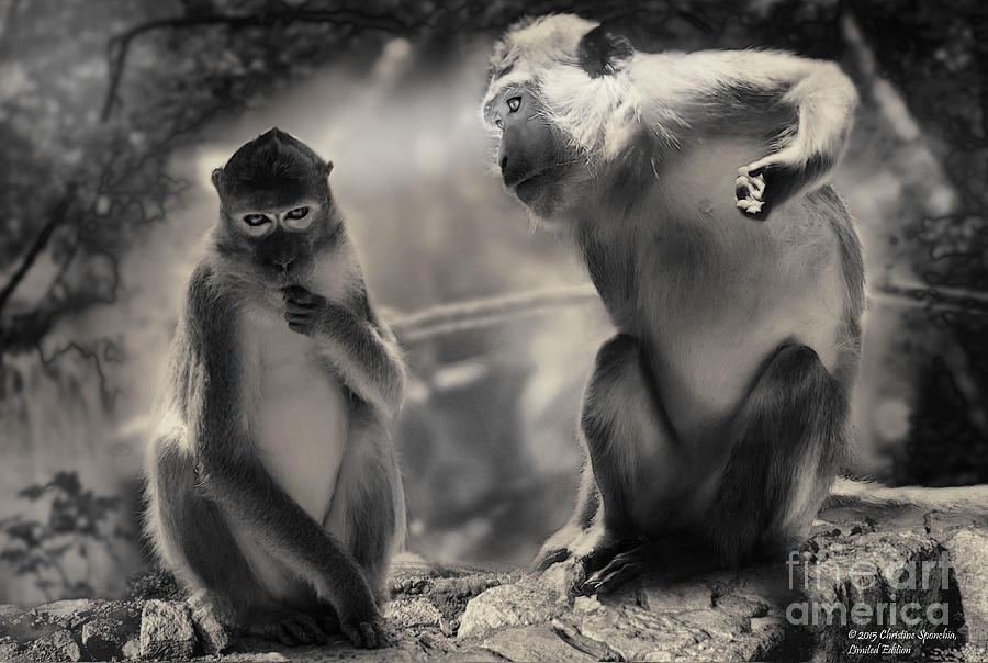 Monkeys in Freedom Photograph by Christine Sponchia