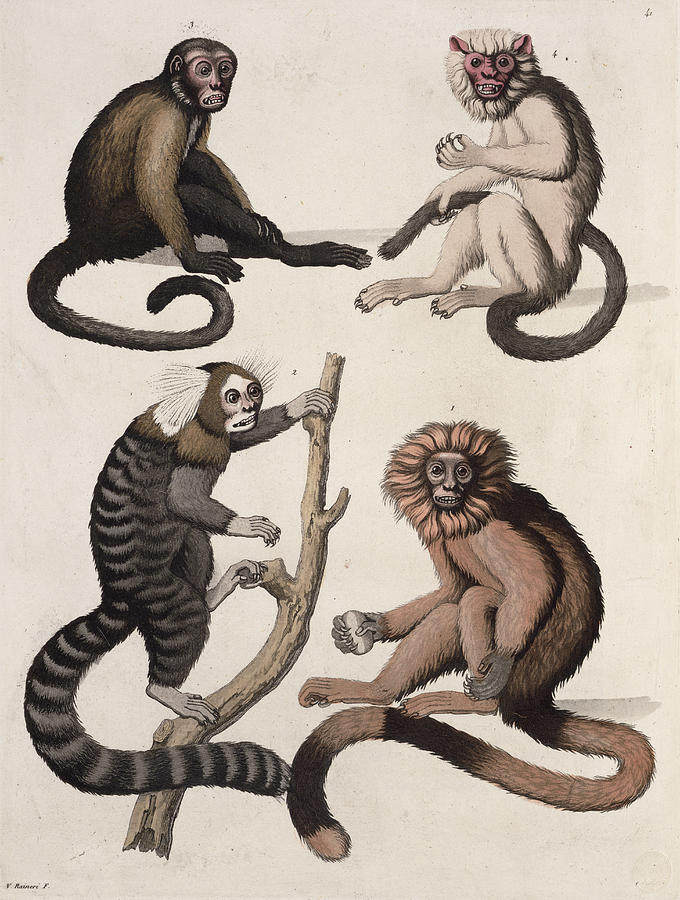Animal Drawing - Monkeys by Vittorio Raineri